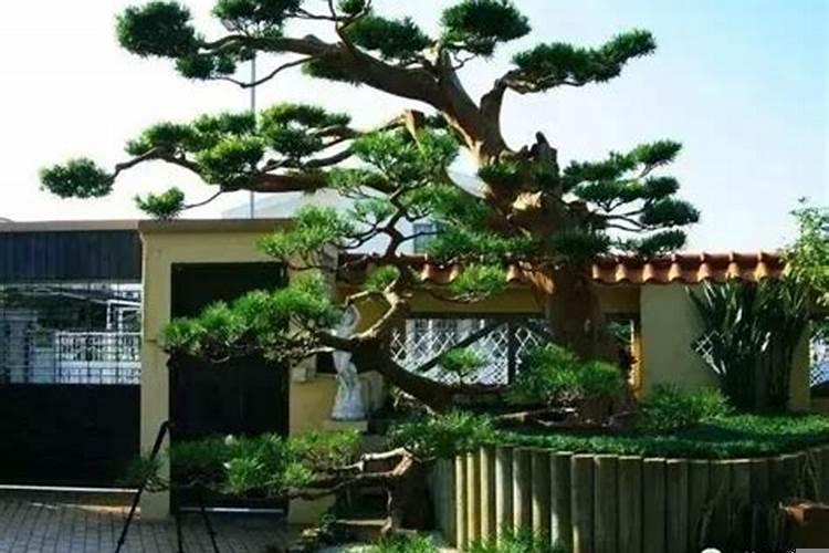 庭院大门边种什么树好