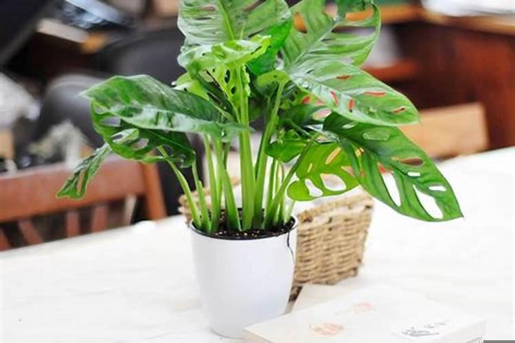 家里放绿色植物好还是不好