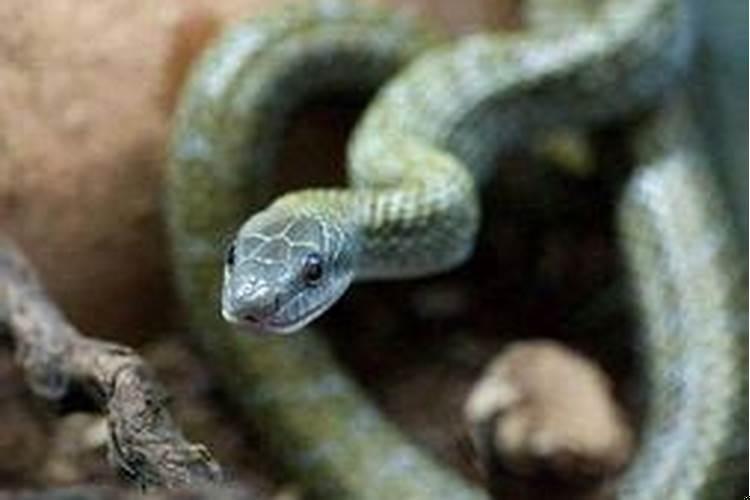 梦见三条大蛇追我是什么意思