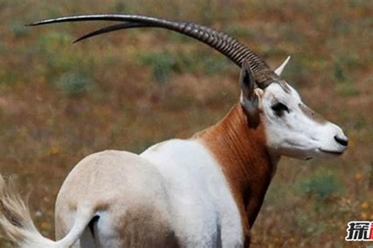 12生肖谁最爱钻牛角尖