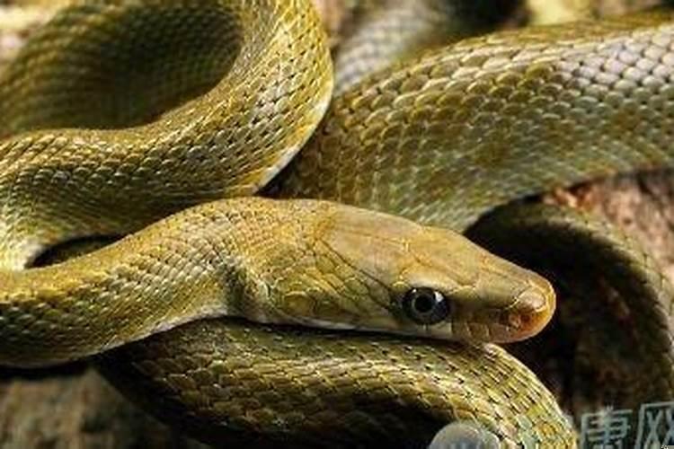 做梦梦到儿子被蛇咬是什么意思啊