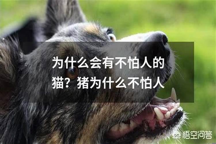 怎样让黄鳝自己爬出来