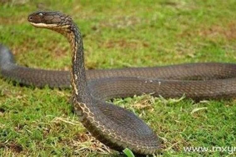 梦见蟒蛇咬别人是什么意思周公解梦