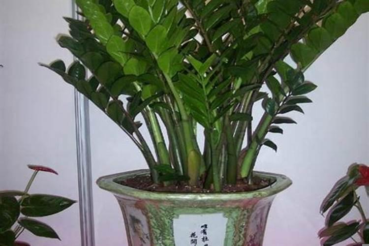 植物风水讲究有哪些呢