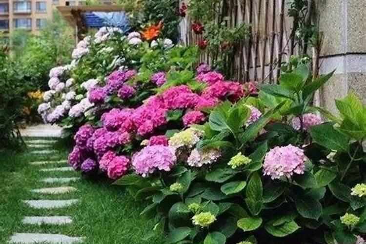 别墅门口栽什么花