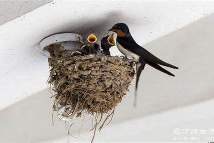 燕子来家做窝是不是这家要发财
