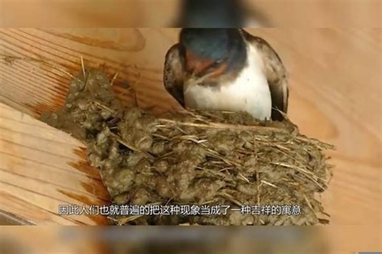 燕子来家做窝是不是这家要发财