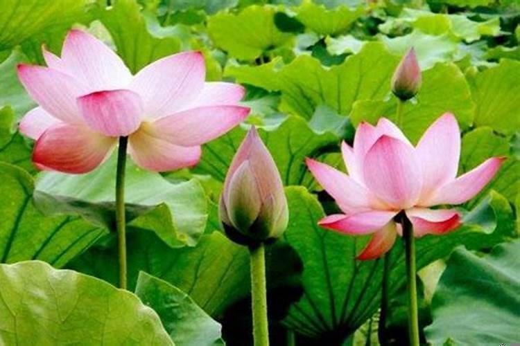 种子的寓意和象征