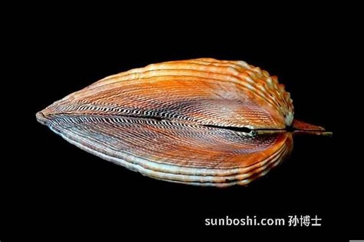 梦见抓住漂亮的鸟是什么意思