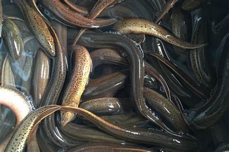 怎样让黄鳝自己爬出来