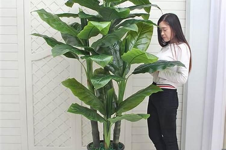 客厅放什么植物旺财