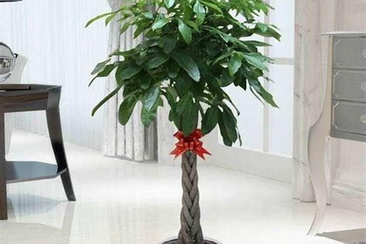 办公室放什么树好
