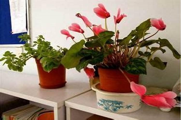 办公室应摆放什么植物