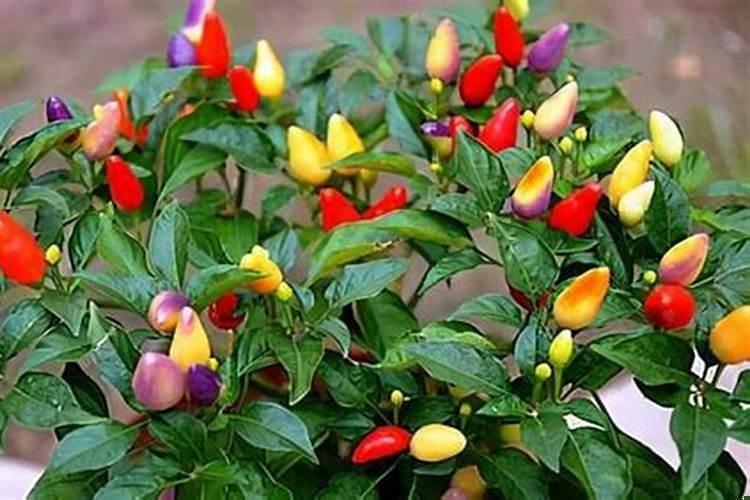 七彩椒适合在什么地方种