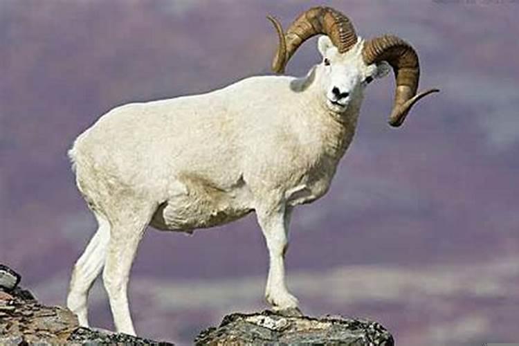 1991年的羊什么命运