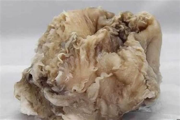 海里太岁长什么样子