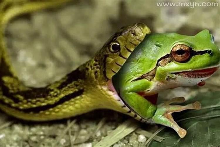 梦见蛇吃青蛙是什么意思周公解梦