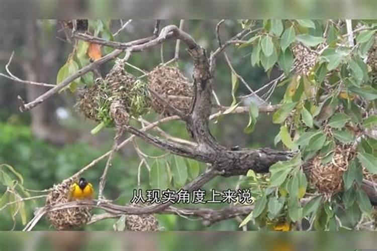 燕子筑巢房子风水