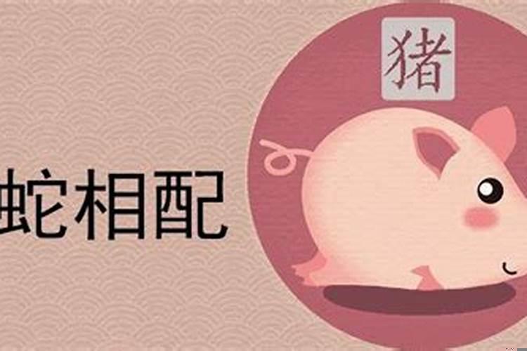 属相猪和蛇相克怎么办