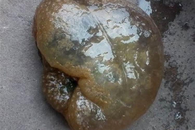 海里太岁长什么样子