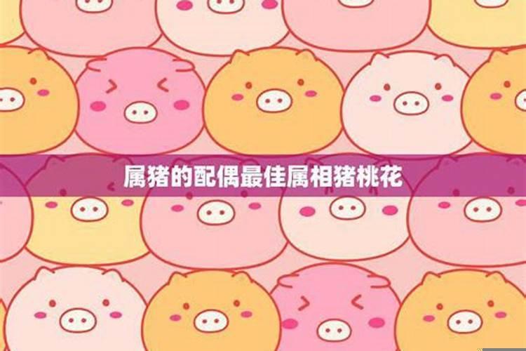 猪的最佳属相配偶