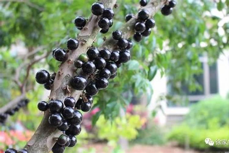 嘉宝果能种在家门口吗