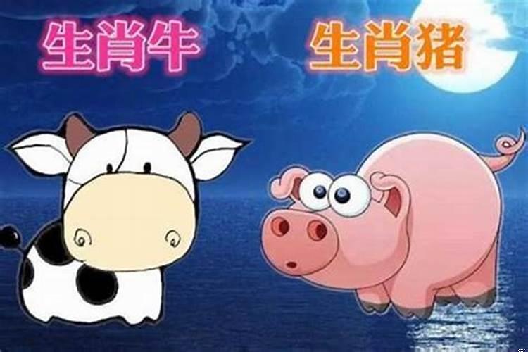 夫妻俩属猪的相冲吗?