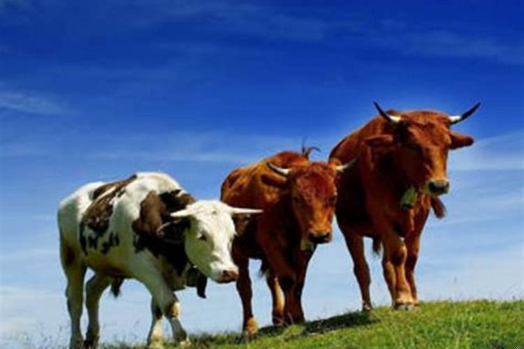 生肖鸡和生肖牛结婚好吗