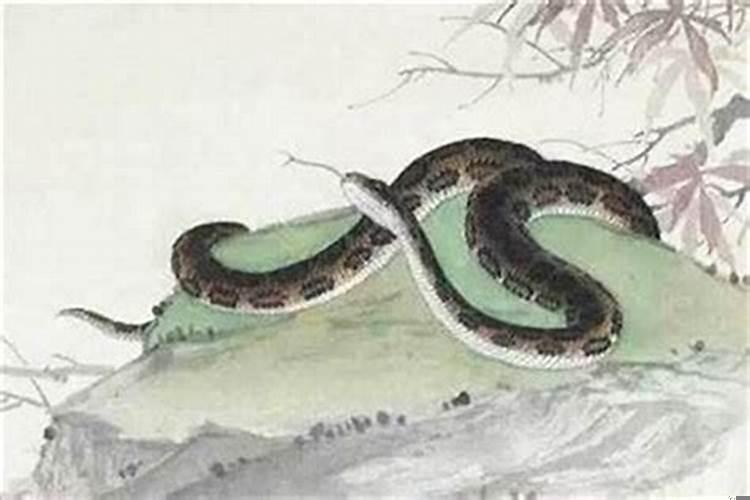 1977年属蛇一生有几个孩子