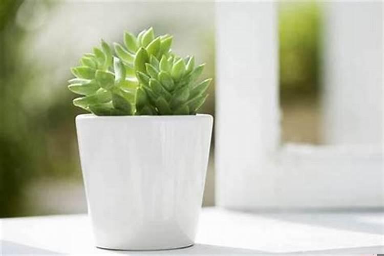 室内种什么盆栽植物不好