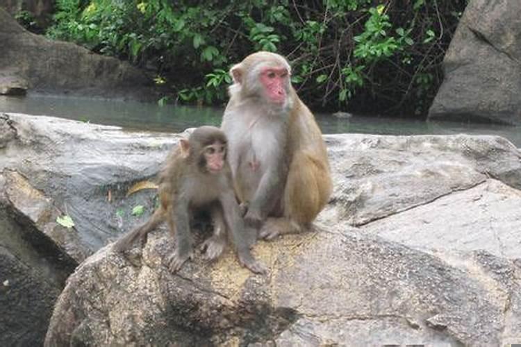 金猴女和火虎男