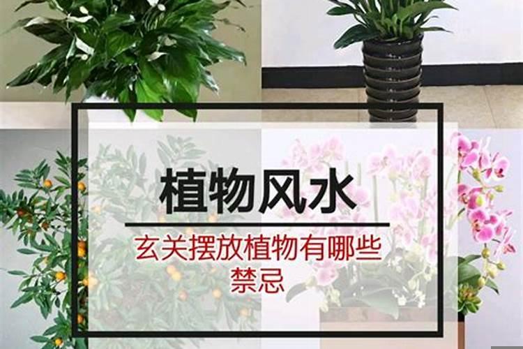 家中绿植摆放风水讲究