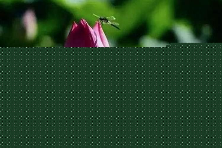 经常梦见死去妈妈