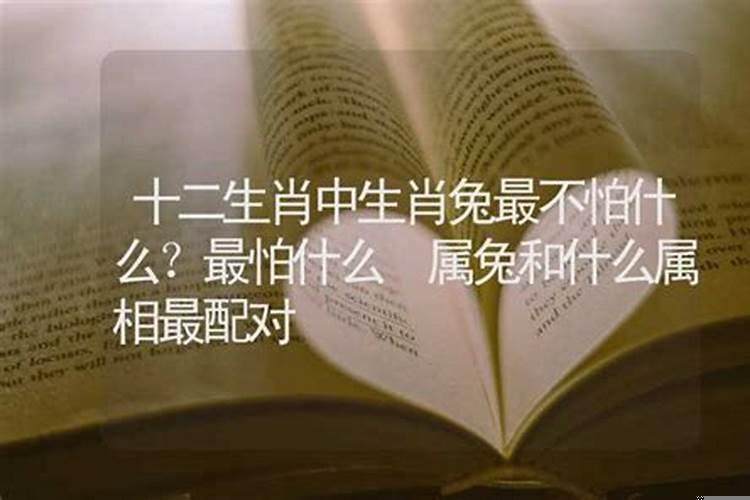 属兔最怕的人是谁