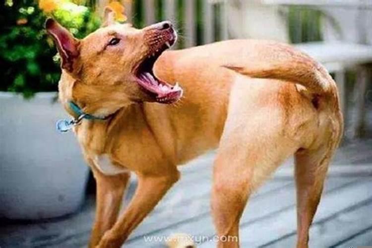 已婚女人梦见抓好多大鱼