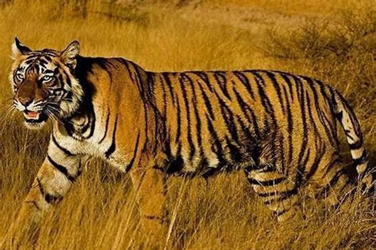 1998年属虎的是什么年命