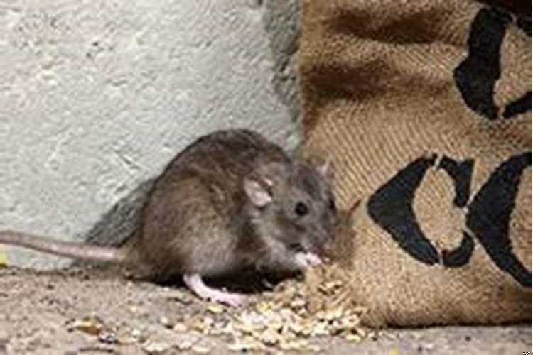 解梦梦到老鼠是什么意思