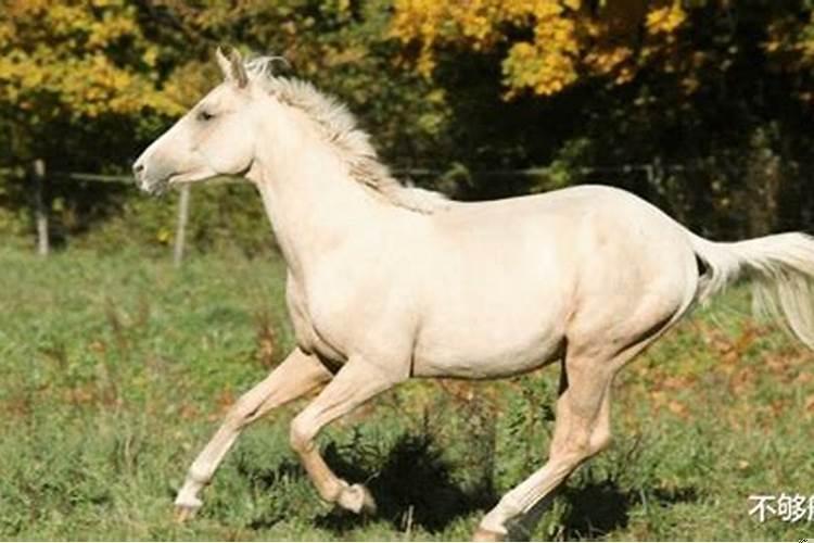 龙跟猴的属相合不合