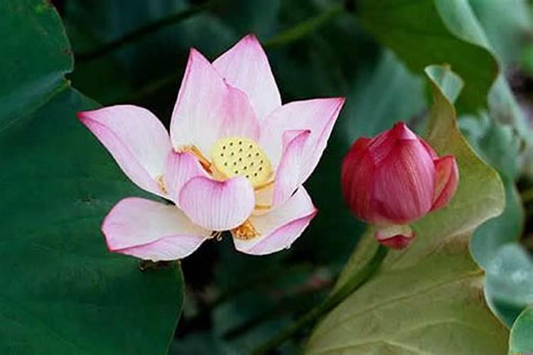 怎么样才能积累福报