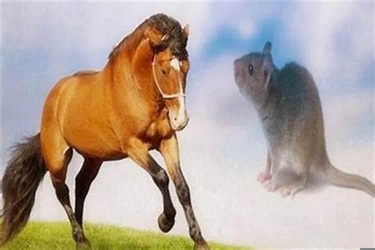 属马的和属鼠的属相合不合