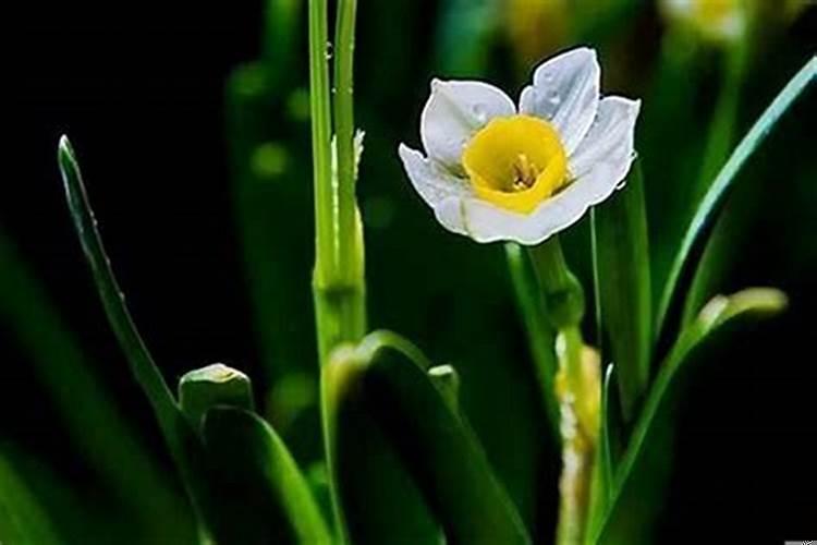 处女座是什么花