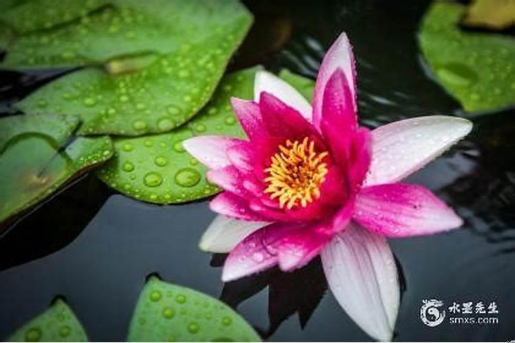 犯太岁能扫墓吗