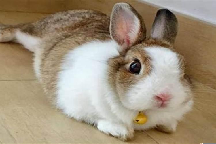 兔子有什么注意事项