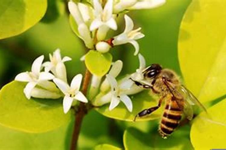 做梦被蜜蜂蛰了有什么含义嘛