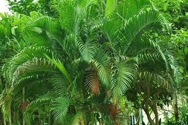 散尾葵有什么风水作用