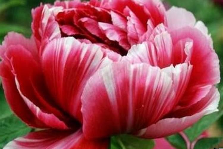 农历各日出生的人命运