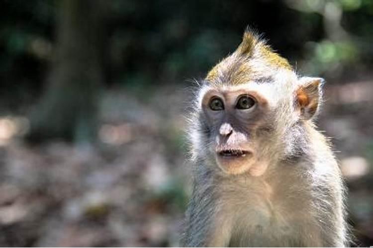 2022年属猴大忌数字