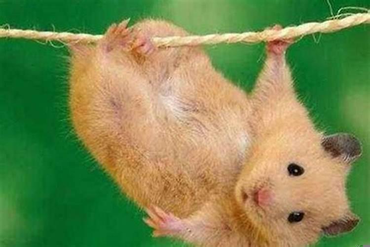 属鼠几月好2020年属鼠的宝宝几月出生最好