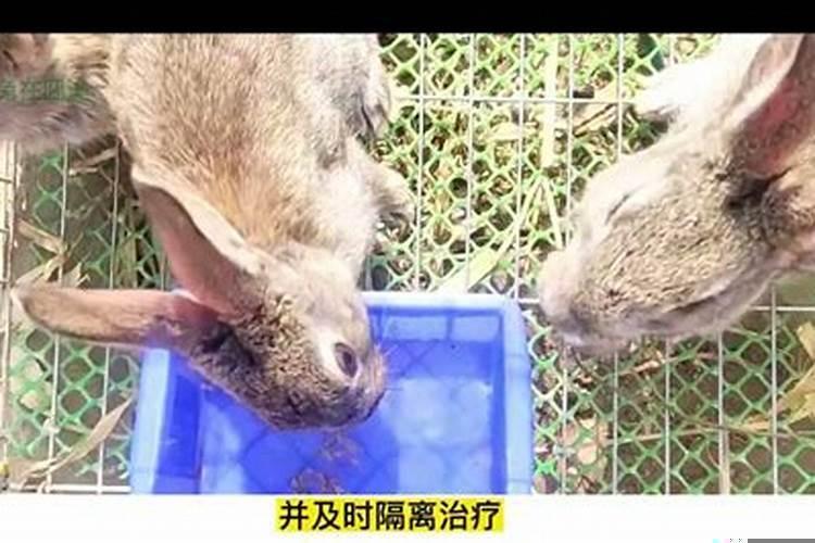 兔子有什么注意事项