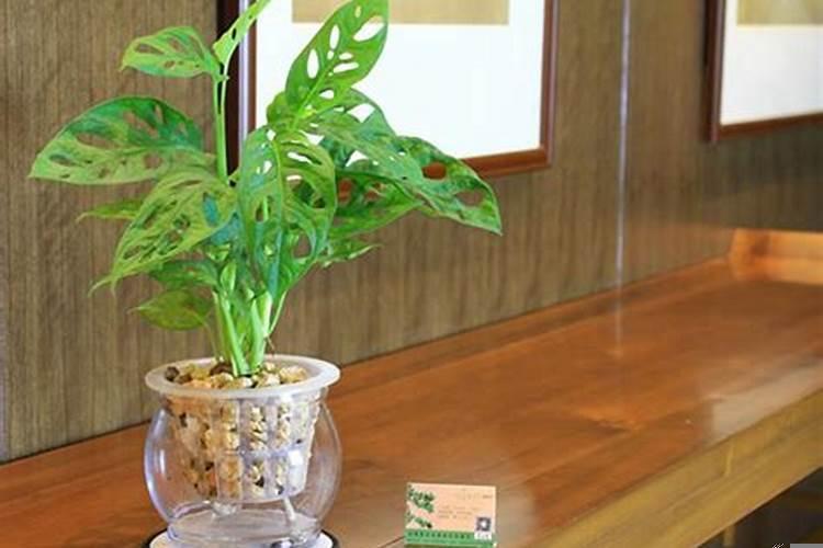 适合在办公桌上放的绿植有哪些